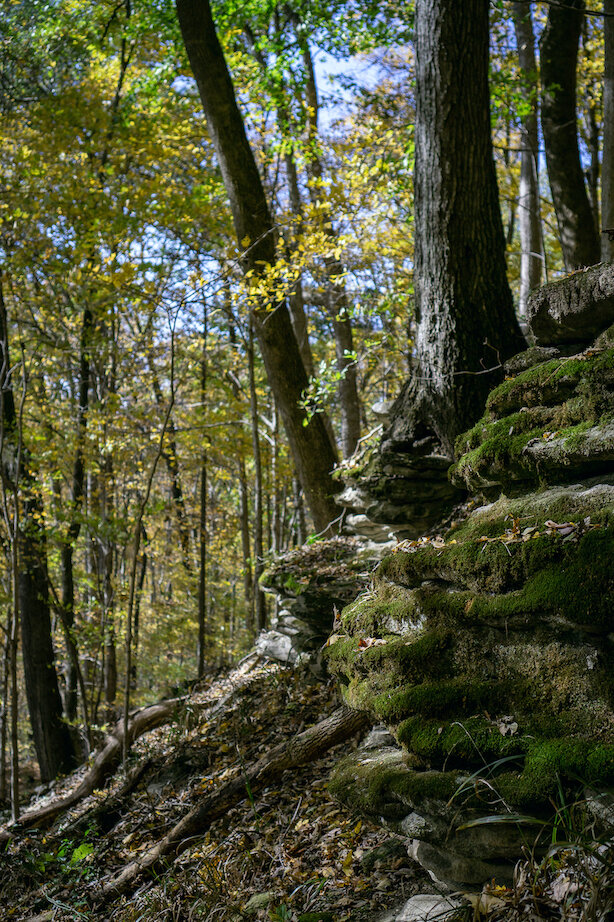 Tree Growing on a Boulder