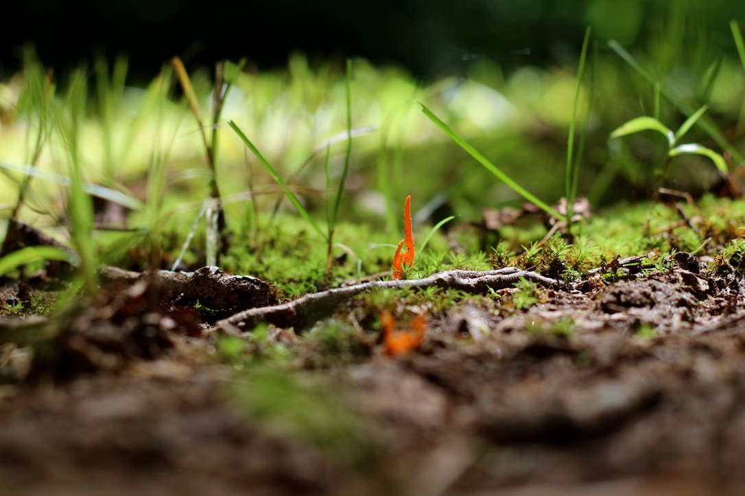 Fungus growing through moss.