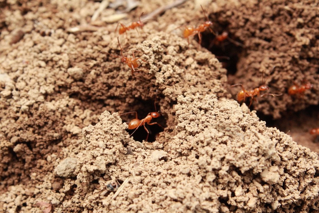 Close up of ants in their mound.
