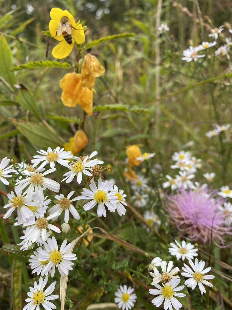 Partidge Pea, Fleabane, and Thistle flowers blooming