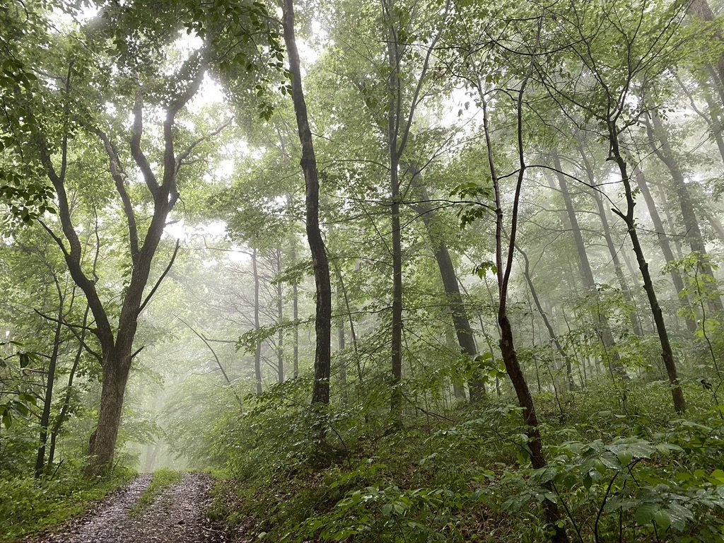 Hiking path through the forest