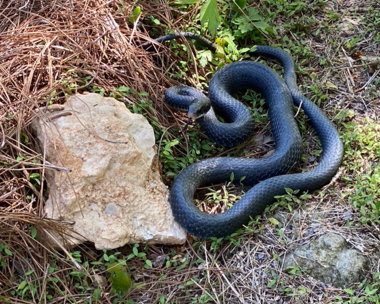 North American Racer at Larkspur Conservation - photo taken by John Christian Phifer