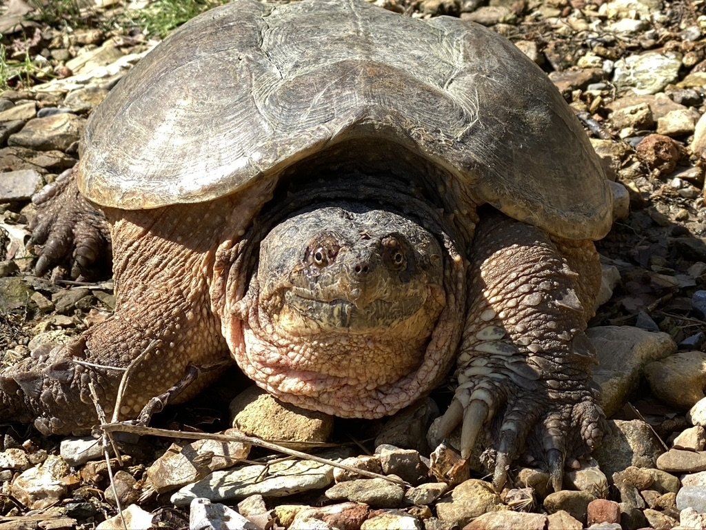 Common Snapping Turtle at Larkspur Conservation - photo taken by John Christian Phifer