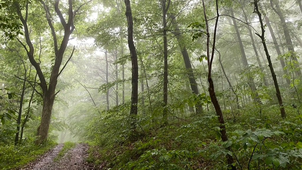 Trail through forest