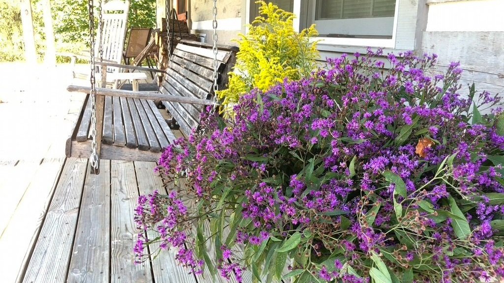  Purple ironweed prepared for a funeral 