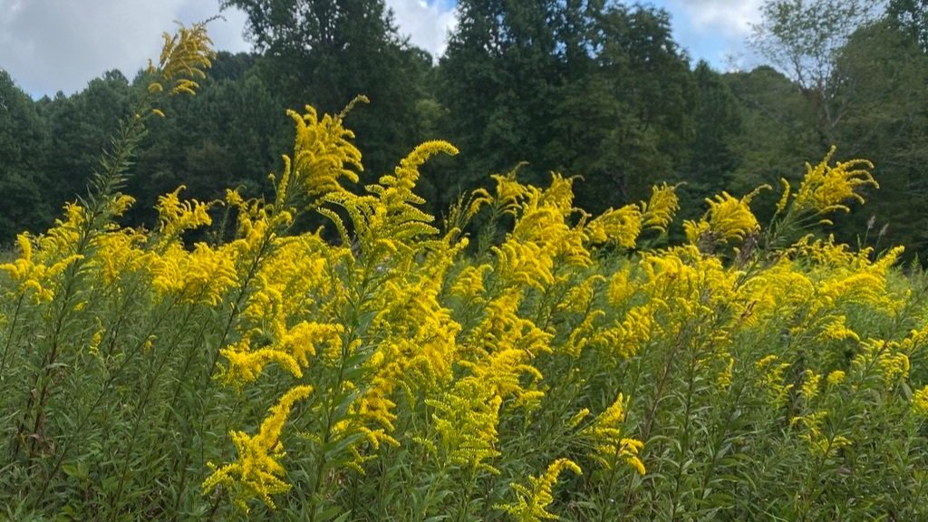  Goldenrod in bloom at Larkspur Conservation 