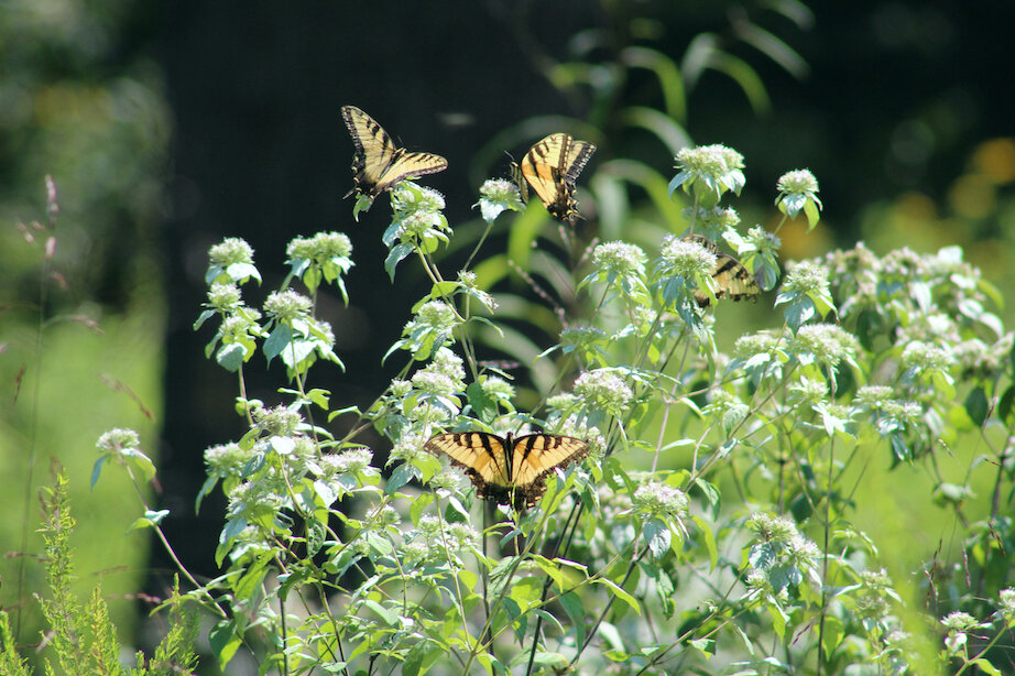 Yellow and black butterflies on flowering mountain mint.