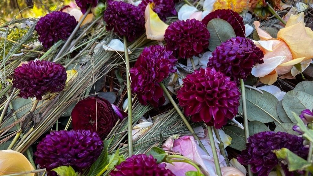  Purple dahlias used as funeral flowers 