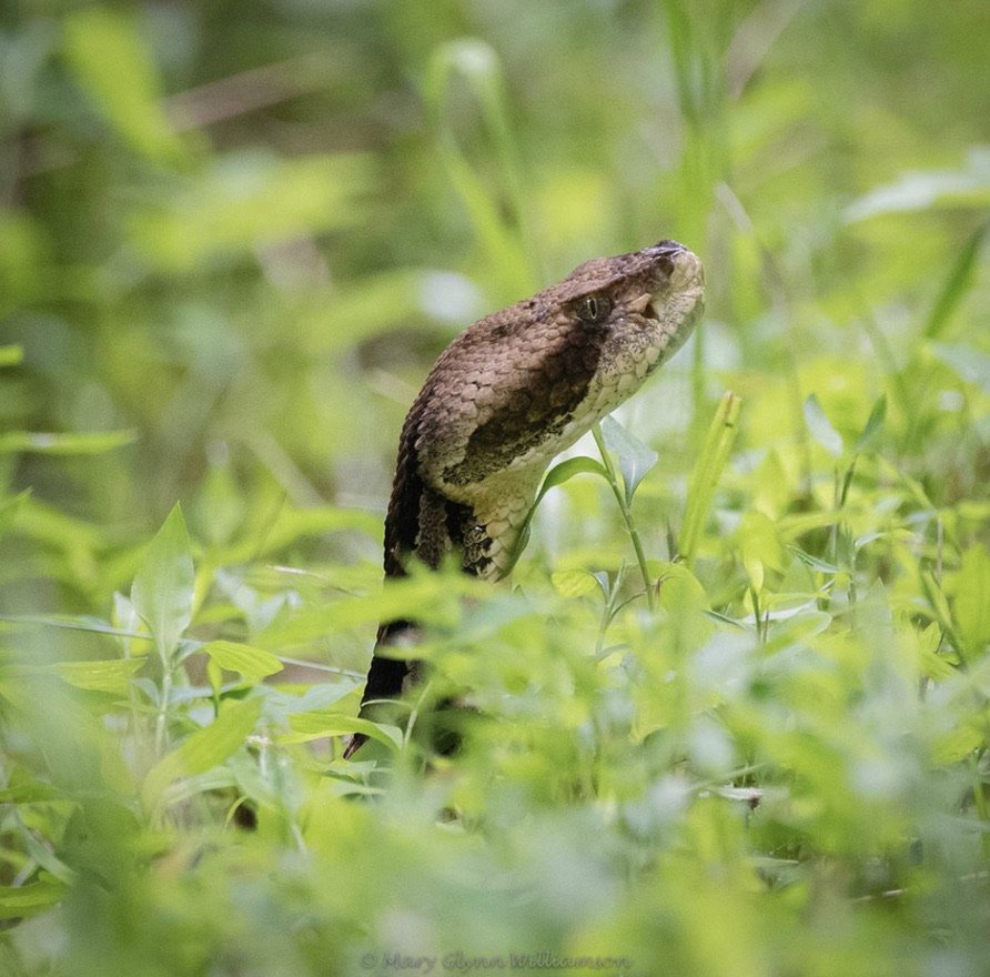 Timber Rattlesnake at Larkspur Conservation - photo by Mary Glynn Williamson