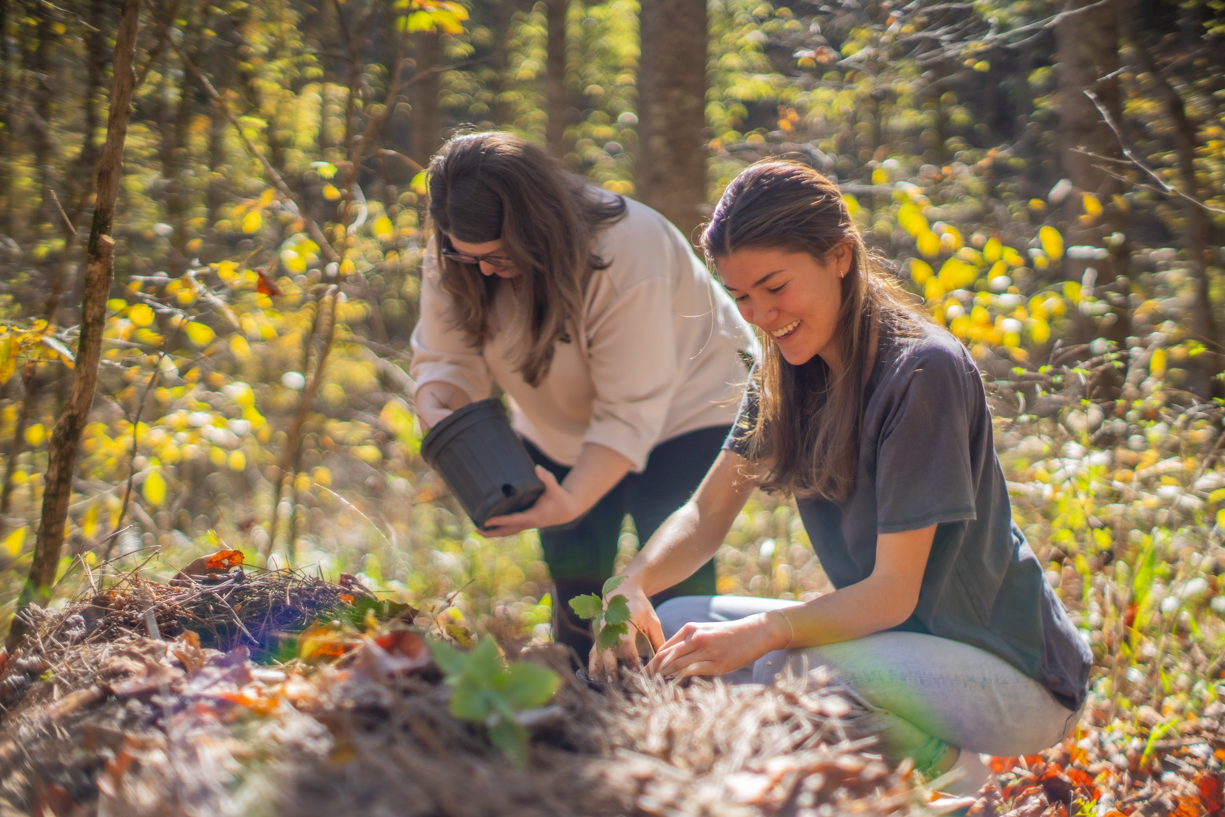  A Larkspur family plants Allegheny Spurge on the grave of their loved one to help restore the native population of plants in Taylor Hollow.