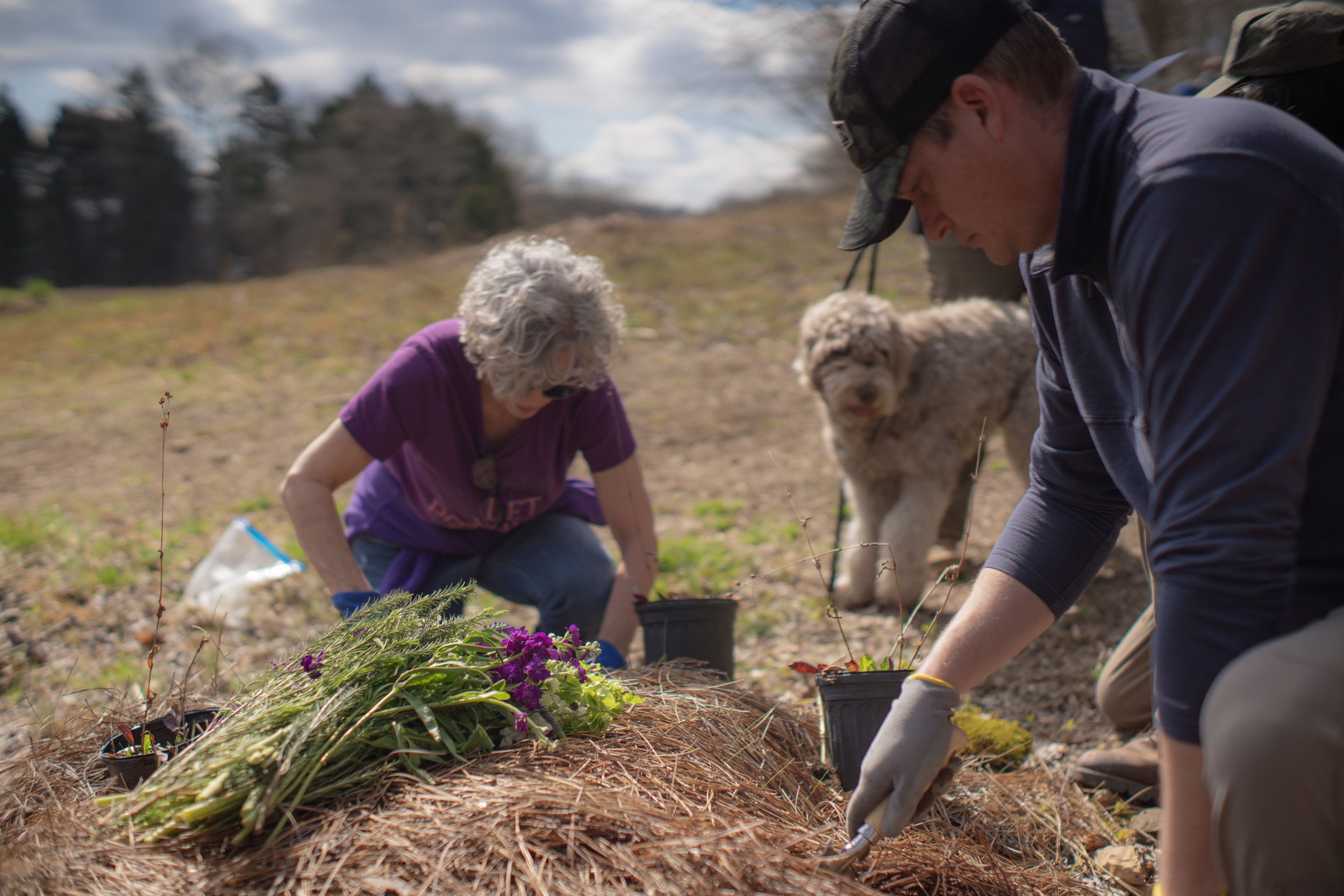  A Larkspur family spends time with their dog installing new plants on a grave at our Taylor Hollow nature preserve at our spring Memorial Planting Day. 