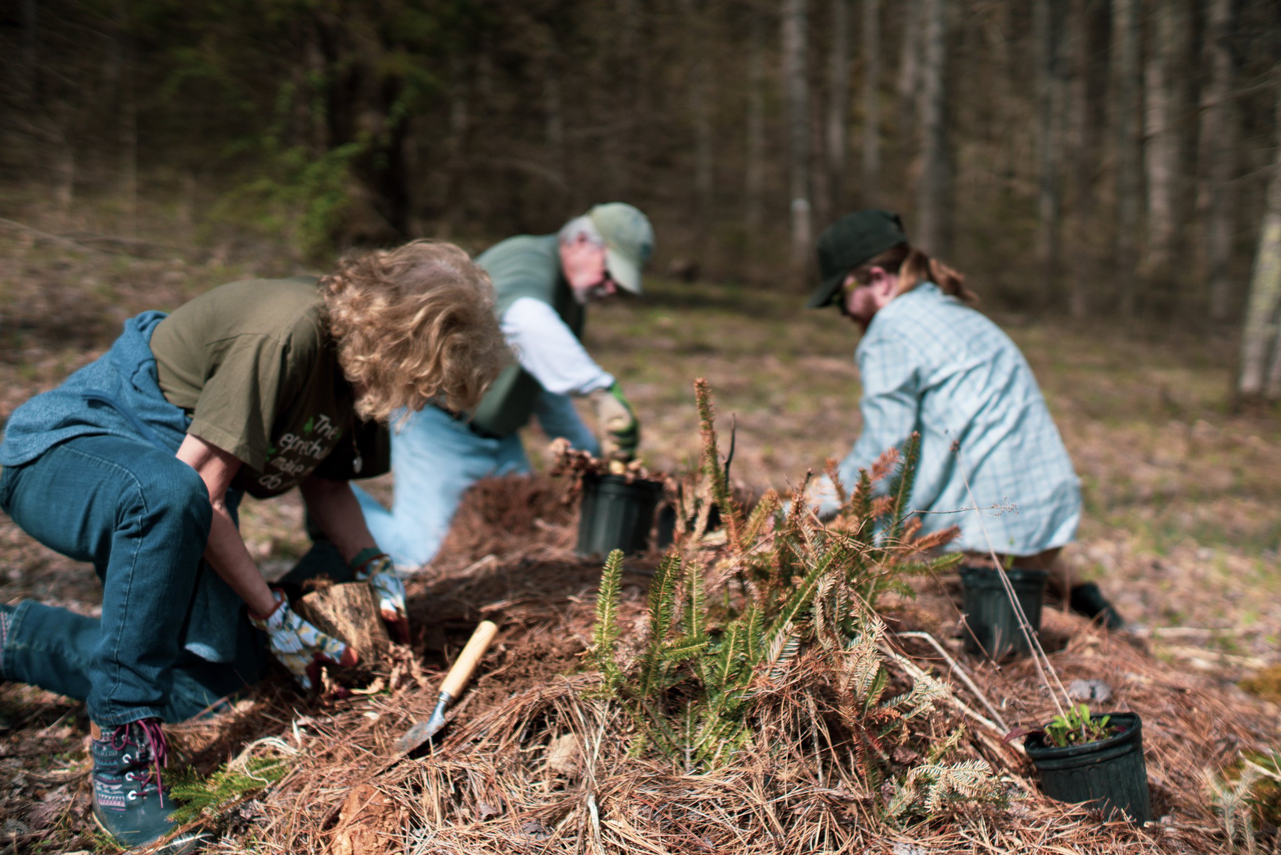  Larkspur families sometimes help one another plant new species on graves making it a real community event.  