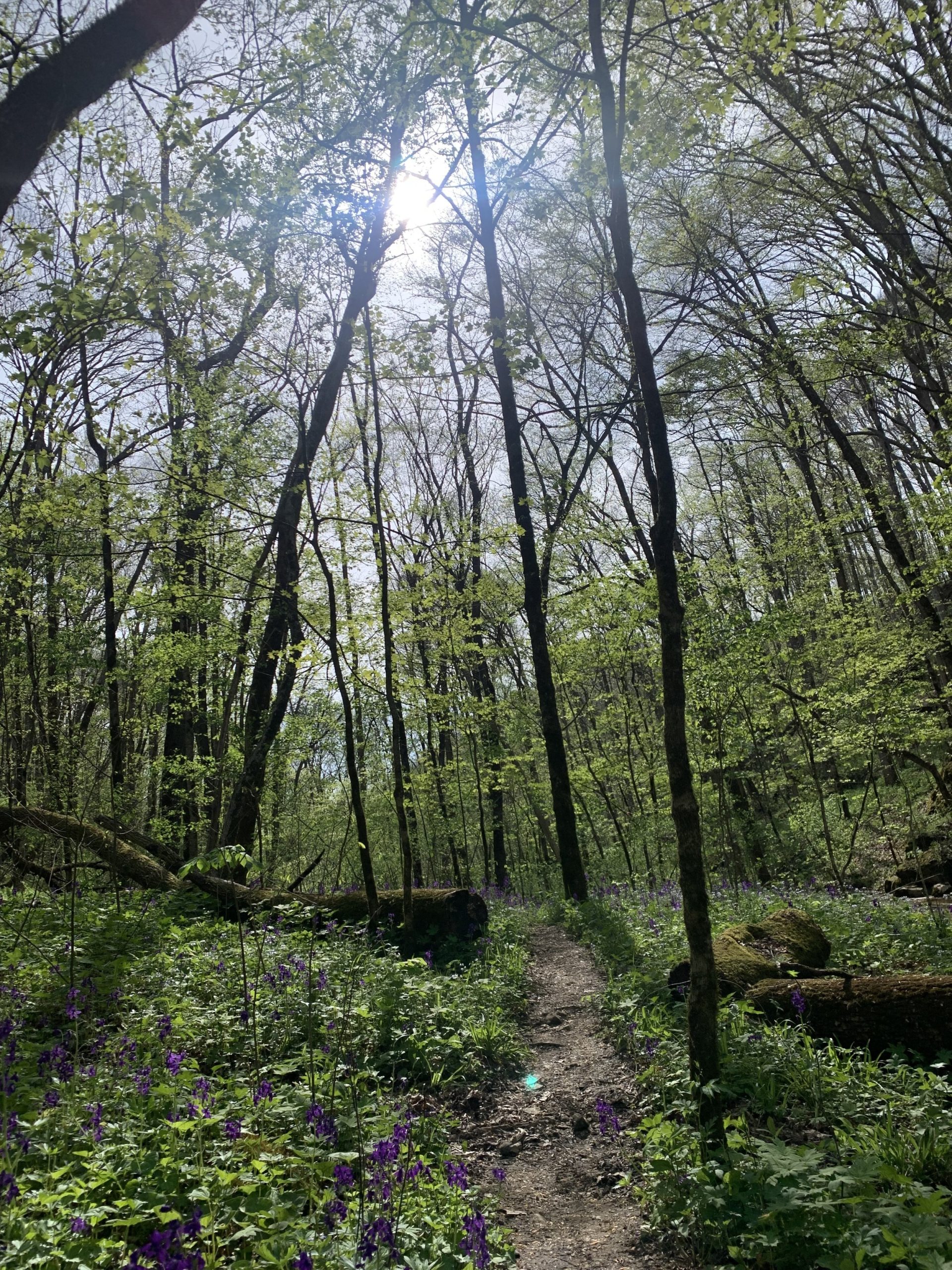 The sun shines brightly through tall spring trees as ephemerals bloom on the ground at Taylor Hollow.