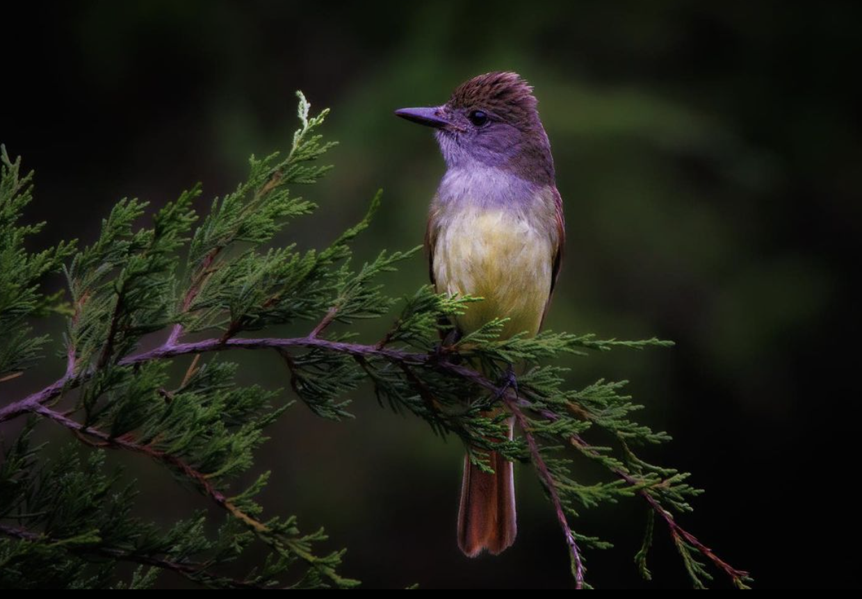 Great Crested Flycatcher resting on a branch at Larkspur’s Taylor Hollow preserve. Photo by @thefeatherchannel on Instagram.