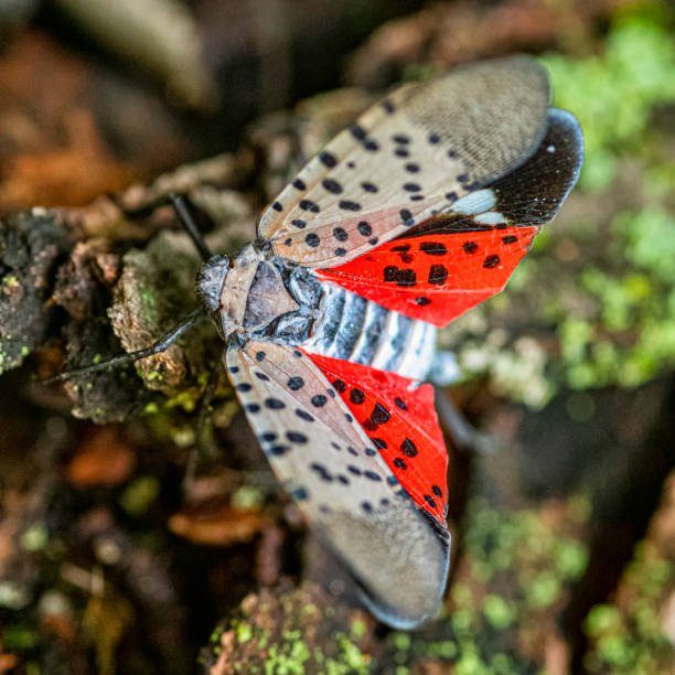 A Spotted Lanternfly rests on a rock. Identified by its red and brown wings with black polka dots.