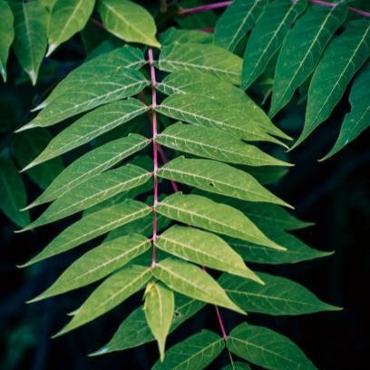 The green leaves of the Tree of Heaven stretch out from a reddish pink branch.