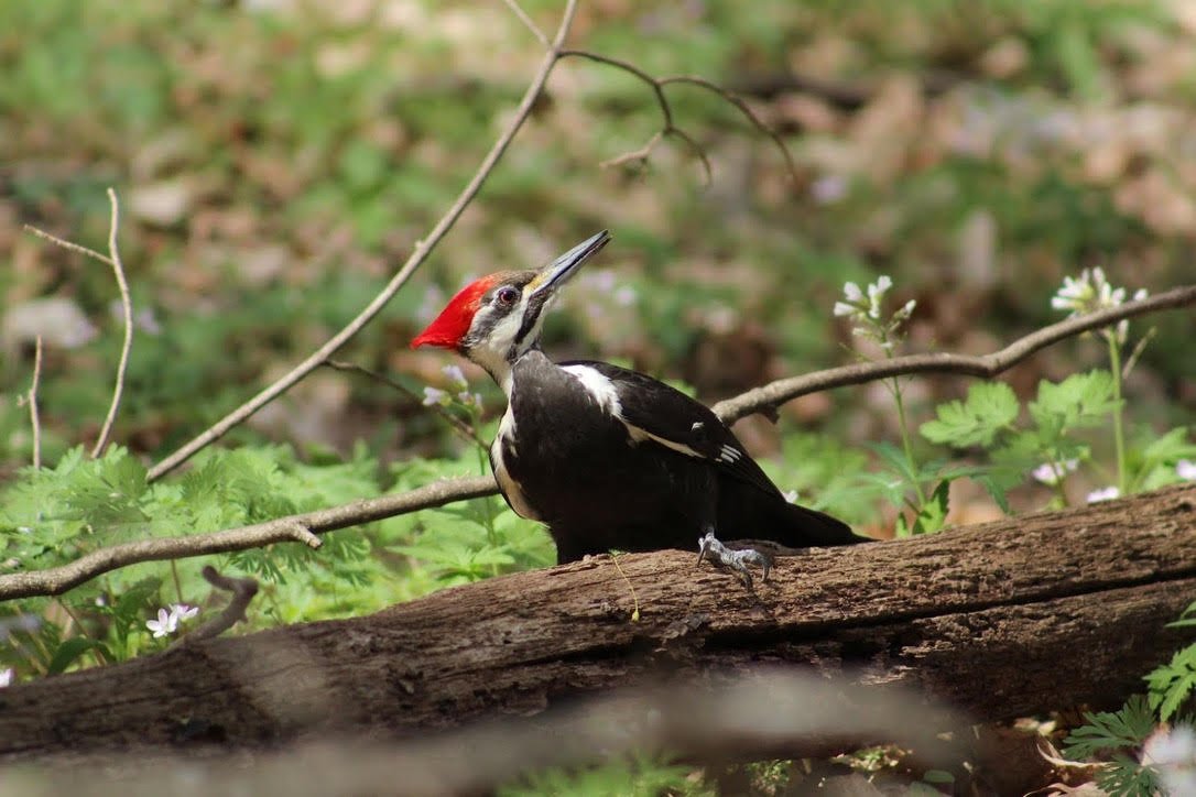  Pileated Woodpecker - photo taken by John Christian Phifer 