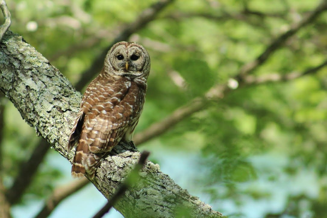  Barred Owl - photo taken by John Christian Phifer 