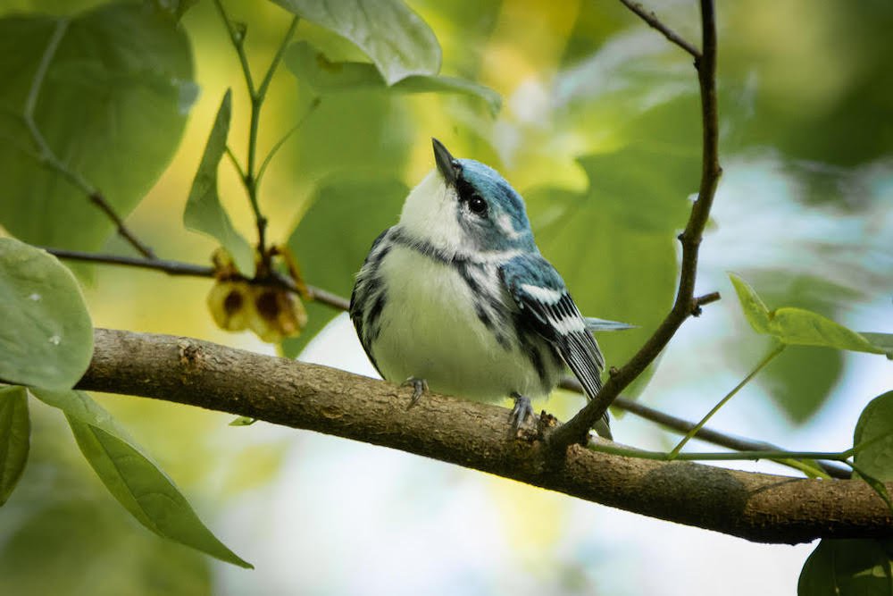  Cerulean Warbler - photo taken by Tim@TheFeatherChannel 