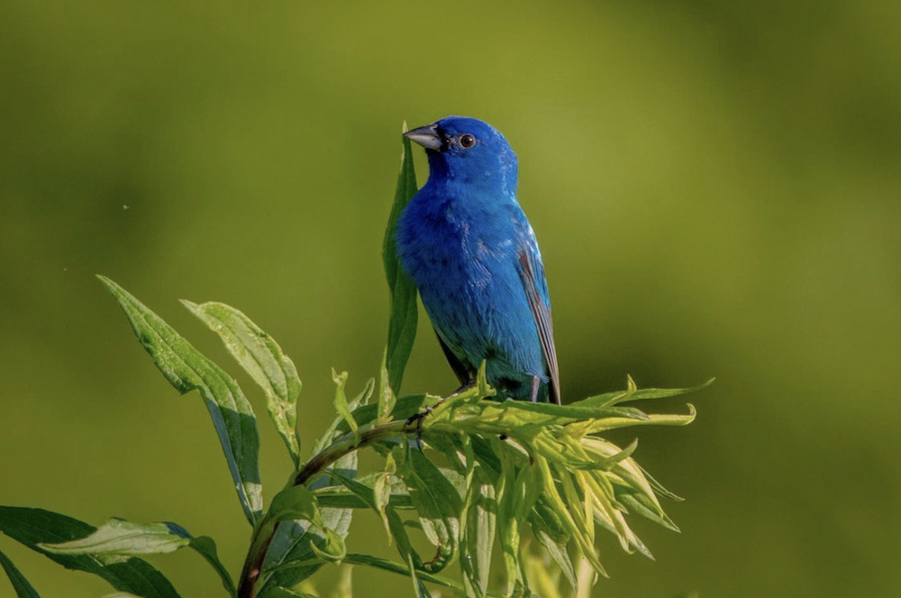  Indigo Bunting - photo taken by Tim@TheFeatherChannel 